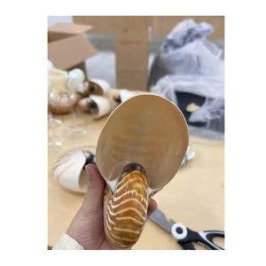 Nautilus Shell Art de style côtier du Vietnam pour les armoires de collection et les présentoirs élégants pour la maison - Product Image 4