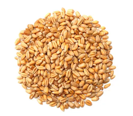 High Quality Wheat Grain from Ukraine / Whole Wheat Food Products Dealers in Europe fast delivery