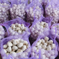 Ail frais blanc et rouge de nouvelle récolte, 5 cm, 25 kg, Chine, durée de conservation de 2 ans, à vendre