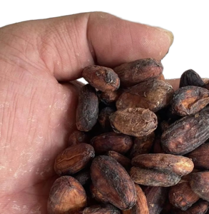 สัมผัสรสชาติอันหรูหราและกลมกล่อมจากเมล็ดโกโก้คั่วคุณภาพพรีเมียม เกรดดีที่สุดจากฟาร์มคัดสรรพิเศษ พันธุ์ฟอรัสเตรโอ น้ำหนัก 25 กก. - Product Image 6