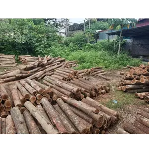 金合欢原木金合欢木材大量出口高品质越南产地