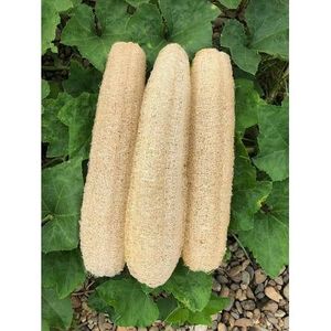 100% Organic Loofah Whole Sustainable, Natural <b>Exfoliation</b>, High Quality From VIET FARGIMEX - Product Image 5