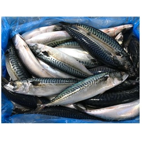 Maquereau congelé de haute qualité, poisson frais naturel, riche en protéines et en oméga 3, pour la cuisson - Product Image 2