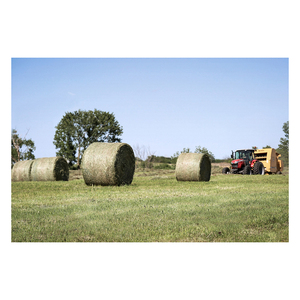 Se vende heno de pasto a granel de alta calidad, envío rápido, tarifas al por mayor asequibles - Product Image 2