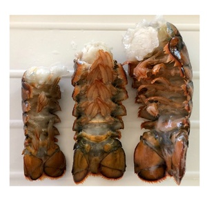 Langostas Congeladas de California de Primera Calidad para Restaurantes, Hoteles y Exportación de Mariscos, Frescas y Naturales - Product Image 1