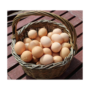 Œufs de table de poulet frais de la ferme / Fournisseur d'œufs de poulet frais riches en protéines, œufs de table frais blancs de la ferme - Product Image 2