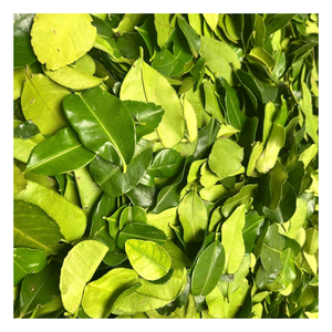 Lime leaf export market <b>ingredient</b> from Vietnam suitable for culinary seasoning <b>food</b> production and wholesale distribution - Product Image 1