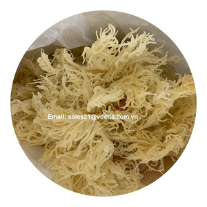 Notre algue marine est récoltée fraîche - 100% algue marine irlandaise du Vietnam / Mme Lima - Product Image 1