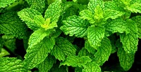 Vente flash : Feuilles de menthe poivrée 100% naturelles pour les mélanges de tisanes, la cuisine, les boissons et l'extraction d'huiles essentielles