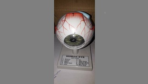 Modèle d'œil humain pour l'enseignement médical Modèle d'enseignement anatomique - Product Image 2