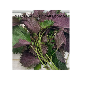 GRAN CANTIDAD EXPORT HOJAS FRESCAS DE PERILLA CON PRECIO COMPETITIVO EXTRACTO EN POLVO - Product Image 4