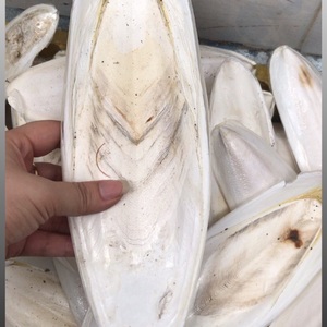 Os de seiche séché de haute qualité alimentation pour animaux nourriture pour oiseaux nourriture pour animaux de compagnie sac disponible prix du Carton competitif-Vdelta/Ms. Thao + 84 - Product Image 3