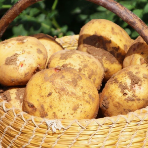 Légumes frais les plus vendus, pommes de terre personnalisées en gros, prix compétitif disponible - Product Image 6