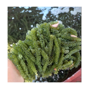 สาหร่ายแห้งดีไฮเดรตหม้อน้ำทะเลเลนทิลลิเวอร่าองุ่นทะเลแห้งมอสจากเวียดนาม - Product Image 3