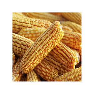 Maíz amarillo de alta calidad, alimentación Animal de otros granos, no GMO, amarillo, Brasil, proveedores de granos de secado - Product Image 4