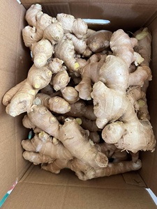 GINGEMBRE FRAIS AU GINGEMBRE 100% NATUREL DU marché Offre Spéciale racine Légumes frais prix pas cher - Product Image 5