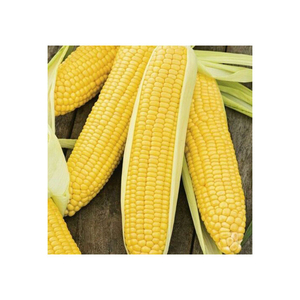 ข้าวโพดสีเหลือง/ข้าวโพดสีเหลืองสำหรับข้าวโพดเลี้ยงสัตว์ข้าวโพดคั่วข้าวโพดสีเหลือง/ข้าวโพดสีเหลืองที่ไม่ใช่จีเอ็มโอสำหรับการบริโภคของมนุษย์ - Product Image 1