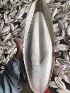 กระดูกปลาหมึกอบแห้ง - Product Image 5