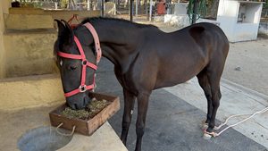 Moringa naturale Pellet alimentazione animale per l'alimentazione del bestiame Premium qualità fornitore ed esportatore dall'India