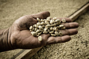 Certified USDA Organic Arabica <b>Green</b> Coffee <b>Beans</b> Size 16 Vietnam High Quality Factory Direct Export 0.1% Black Broken TNFOOD - Product Image 2