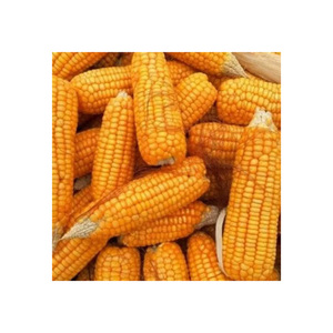 Vente en gros de 100% graines de maïs jaunes naturelles non gluantes d'excellente qualité pour la volaille style séché - Product Image 2