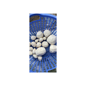 Rodajas de raíz de taro congeladas 30-45g, limpiadas, peladas, IQF envasadas al vacío, cartón de 10kg color natural 24 meses de vida útil calidad asegurada - Product Image 6