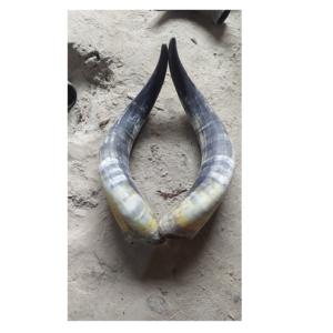 Buffalo Decorative Horn <b>for</b> <b>Home</b> and Best Selling Pair Horn Handmade Decorate Polished Buffalo Pair Horn Long Size - Product Image 3