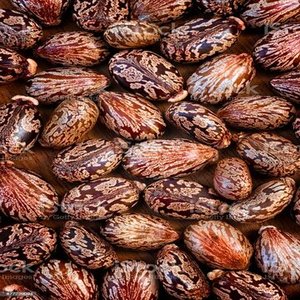 Achetez des graines de ricin de qualité supérieure à vendre - Product Image 4
