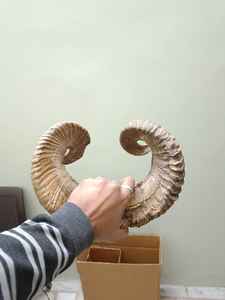 Cuernos de Carnero Auténticos de 2 Piezas para Decoración de Paredes y Exhibición de Taxidermia, Cuernos Curvos Naturales para Decoración Rústica de Granjas - Product Image 1