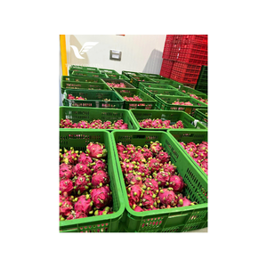 ที่หั่นผลไม้มังกรแช่แข็งแบบพรีเมี่ยมของ iqf ที่ผลิตในเวียดนามยังคงมีสารอาหารที่เหมาะสำหรับการผลิตเครื่องดื่มขนม - Product Image 6