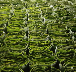 ใบกล้วยแช่แข็ง IQF จากเวียดนาม จำหน่ายจำนวนมาก ใบสีเขียวธรรมชาติ สำหรับห่ออาหาร เกรดส่งออก - คุณทารินา - Product Image 5