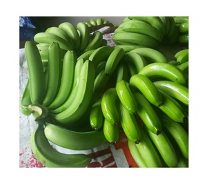 Orgánica Cavendish Banana Fresh 99GD Plátano Precio competitivo al por mayor para la exportación en todo el mundo - Product Image 1