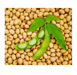 Non-GMO Organic Dried <b>Soybean</b> Seeds Bulk Packaging - Product Image 5