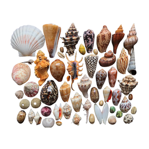 เปลือกตกแต่งขัดสำหรับงานฝีมือเครื่องประดับ DIY ภูมิทัศน์พิพิธภัณฑ์สัตว์น้ำและสะสม - Product Image 4