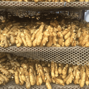 Gingembre frais du Vietnam | Meilleur prix goût et arôme naturels garantis - Product Image 2