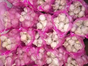 Venta caliente tamaño 5,0 arriba Bélgica ajo fresco blanco normal - Product Image 5