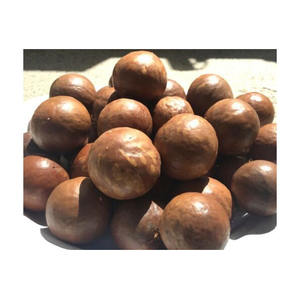 2024 nueces de Macadamia austriacas frescas deliciosas y sin arrepentimientos disponibles para comerciantes de correo privado con concesiones de precios - Product Image 1