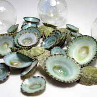 Coquille de limpet vert naturel séchée, limpets secs et propres, collection de coquillages marins, prix de gros compétitif
