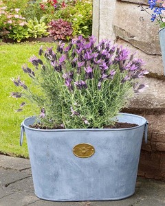 Seau élégant en métal galvanisé pour la décoration végétale dans les cuisines de style cottage, les salons ou les porches - Product Image 2