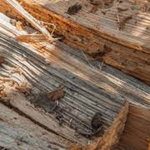 Premium Dust-Free <b>Pine</b> Wood Cat Litter <b>Pine</b> Beam, Solid Wood Board, and Lumber Wholesale Prices - Product Image 5