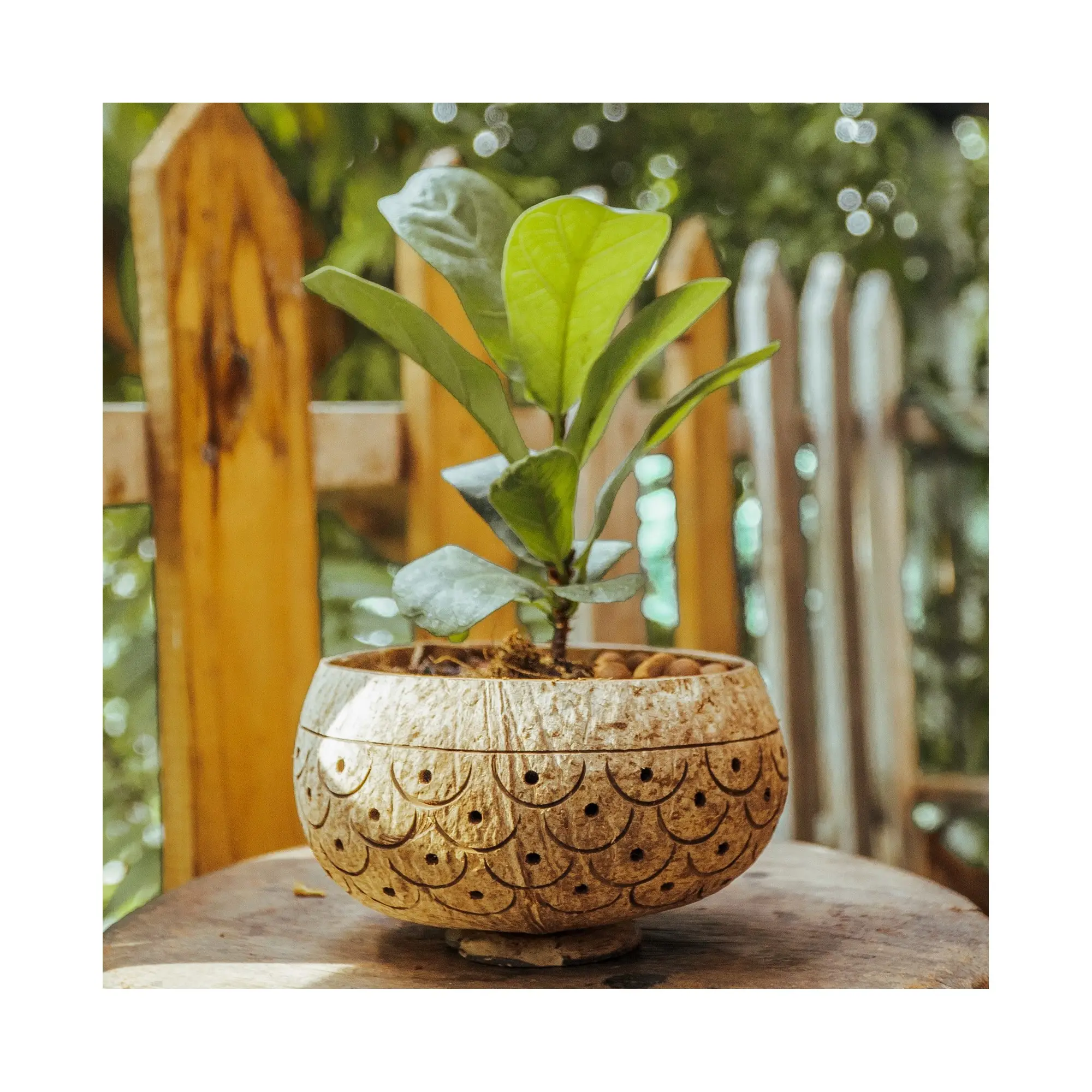 Sürdürülebilir hindistan cevizi kabuğu saksılar biyobozunur kapalı bahçe pot büyüyen bonsai orkide bitkiler