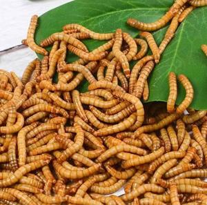 Fabricants à approvisionnement direct, vers de farine jaunes en nourriture humide de qualité alimentaire, emballage personnalisable, à base de viande, biologique, non OGM, pour animaux de compagnie - Product Image 3