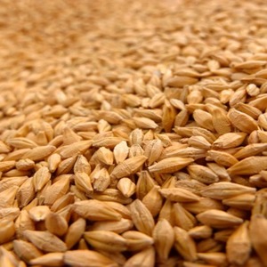 Granos de Trigo Integral de Primera Calidad, Ricos en Fibra y Nutrientes, Ideales para Hornear, Cocinar y Preparar Comidas Caseras Saludables, en Venta - Product Image 1