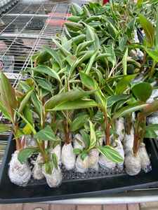 <span class=keywords><strong>กล้วย</strong></span>มูซา โนโน พิงค์ วาเรียเกต ที่เพาะเลี้ยงด้วยวิธีการเพาะเลี้ยงเนื้อเยื่อ |   ต้นไม้ใบเขตร้อนหายากสำหรับตกแต่งภายในและสวน - Product Image 5