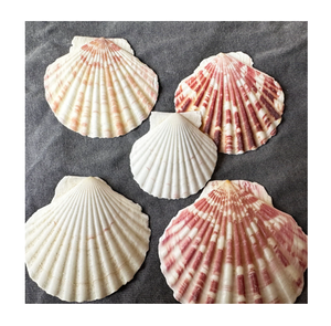 Viande de pétoncle au goût sucré de l'océan disponible en approvisionnement en vrac pour les importateurs et les distributeurs de produits alimentaires - Product Image 1