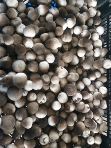 ราคาที่ดีที่สุด คุณภาพสูง เห็ดฟางแช่แข็ง พร้อมส่งออกจํานวนมากจากเวียดนาม - Product Image 4