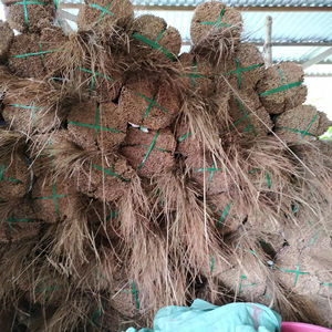 Varillas de escoba de coco empaquetadas para exportación - Product Image 2