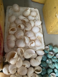 เปลี่ยนพื้นที่ของคุณด้วยความงามตามธรรมชาติของเปลือกหอยเทอร์โบเบอร์เวกัสคุณภาพสูงจากเวียดนาม - Product Image 3