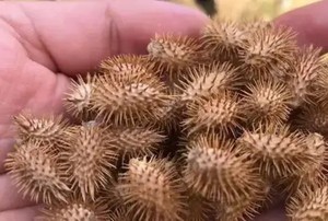 Ingrédient à base de plantes séchées de fruit de Xanthium de haute qualité pour les tisanes et les remèdes traditionnels - Product Image 5