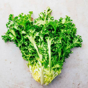 Grossistes Fournisseur en vrac d'endives chicorée de qualité supérieure: espèces de légumes à feuilles amères les plus vendues - Product Image 1